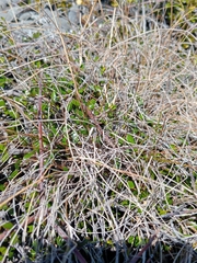 Rytidosperma racemosum