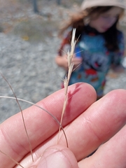 Rytidosperma racemosum