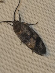 Pycnocera hypoxantha