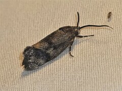 Pycnocera hypoxantha