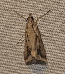 Achyra massalis