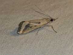 Achyra massalis