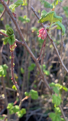 Ribes sanguineum