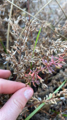 Frankenia salina