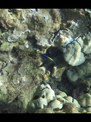 Labroides phthirophagus