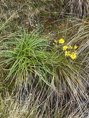 Dolichoglottis lyallii