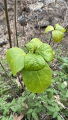 Calycanthus occidentalis