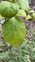 Calycanthus occidentalis
