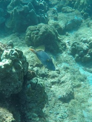 Cantherhines dumerilii