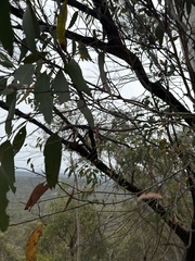 Eucalyptus macrorhyncha
