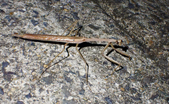 Archimantis latistyla