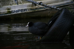 Fulica atra