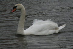 Cygnus olor