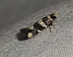 Macrobathra bigerella