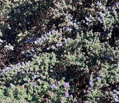 Ceanothus thyrsiflorus