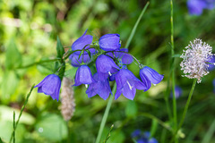 Campanula rhomboidalis