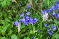 Campanula rhomboidalis