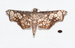 Hypolamprus hypostilpna