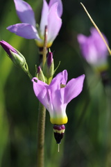Primula clevelandii