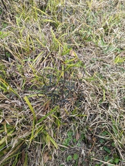 Crotalaria lanceolata