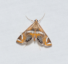 Margarosticha sphenotis