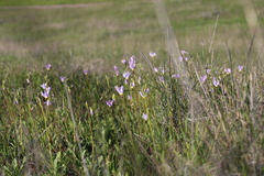 Primula clevelandii