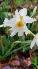 Narcissus tazetta