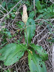Veltheimia bracteata