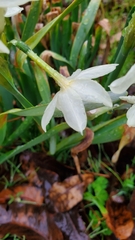 Narcissus tazetta