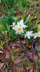 Narcissus tazetta