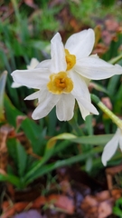 Narcissus tazetta