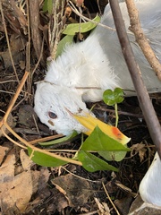 Larus glaucescens × occidentalis