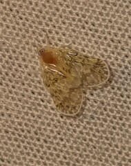 Saccharodite chrysonoe