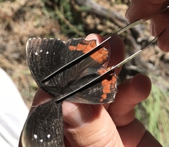 Gyrocheilus patrobas