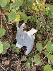 Larus glaucescens × occidentalis