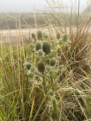 Eryngium agavifolium