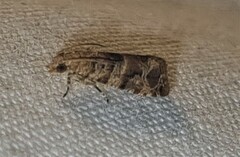 Lobesia transtrifera