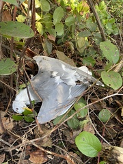 Larus glaucescens × occidentalis