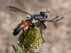 Cylindromyia intermedia
