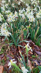 Narcissus tazetta