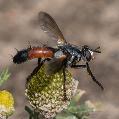 Cylindromyia intermedia