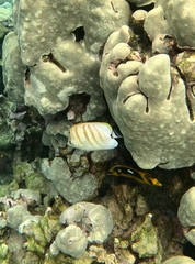 Chaetodon multicinctus