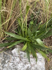 Eryngium agavifolium