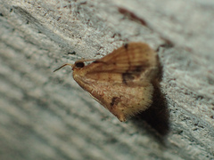 Idaea chotaria