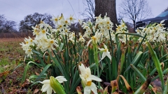 Narcissus tazetta