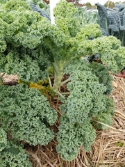 Brassica oleracea acephala