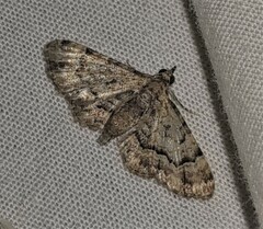 Gymnoscelis lophopus