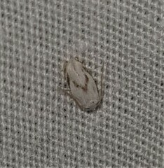 Opostegoides gephyraea