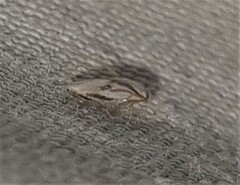 Opostegoides gephyraea