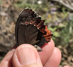 Gyrocheilus patrobas